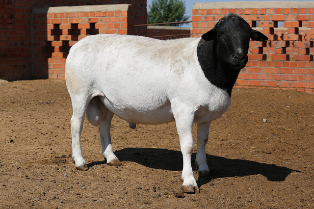 米兰体育app官网:11月21日猪价：三连涨！区域猪价南涨北稳商场回暖！